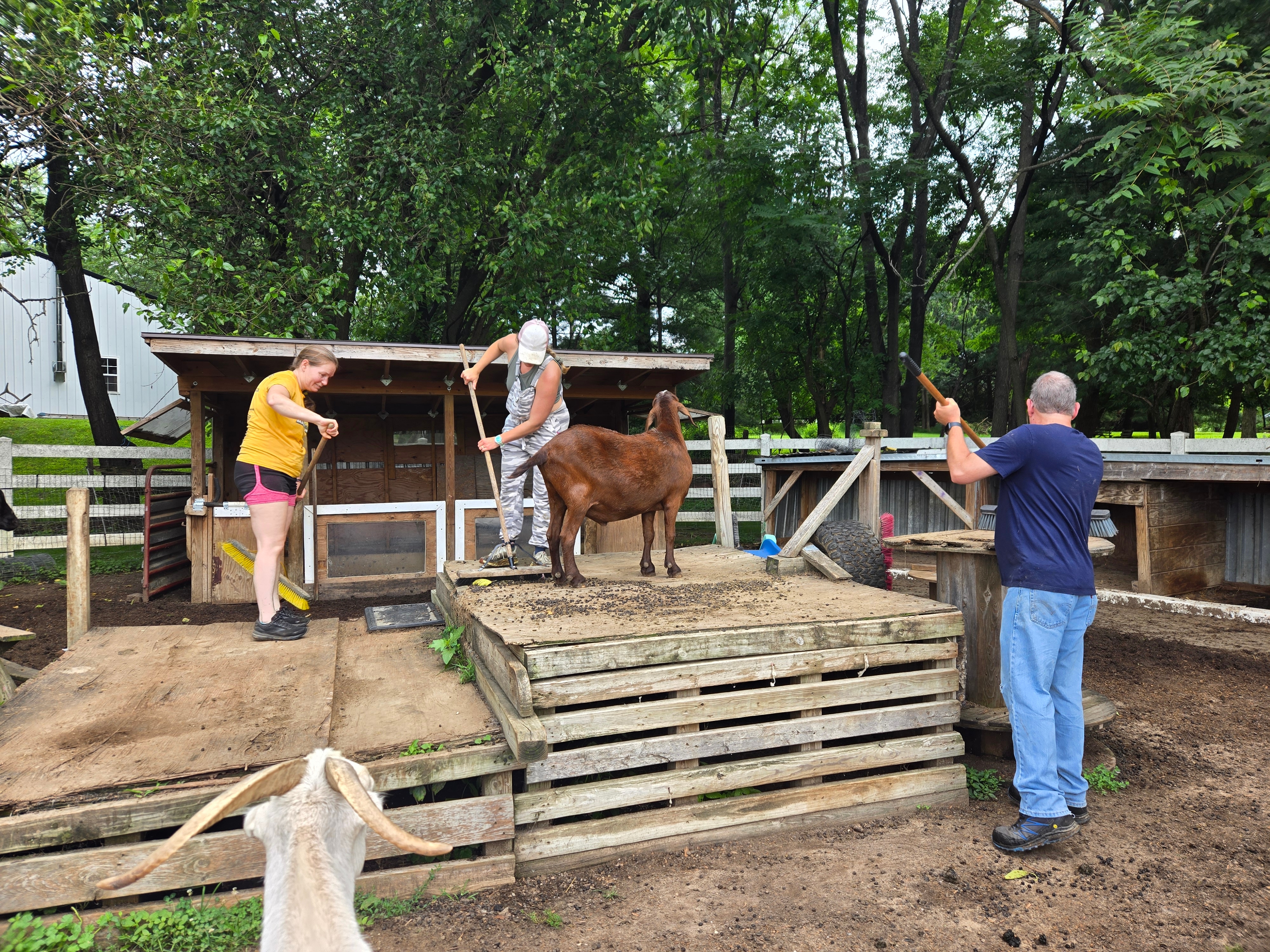 Shimadzu Scientific Instruments Volunteers at Hatton Animal Rescue