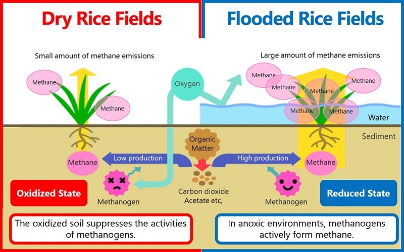 mechanism_of_greenhouse_gas_emissions_from_agriculture_b.jpg