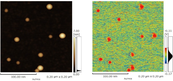 KPFM Mode Observation of Gold Nanoparticles on Mica Substrate