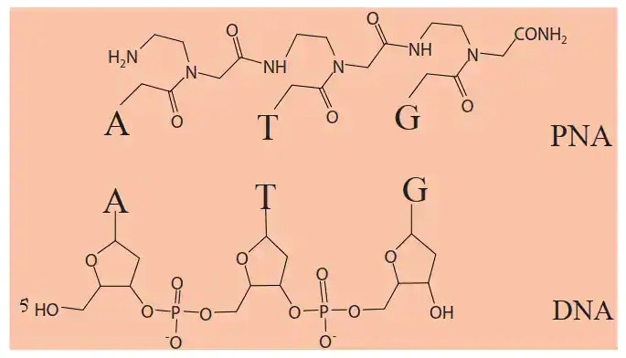 analysis-of-peptide-nucleic-acid