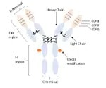 Monoclonal Antibodies and Biosimilars