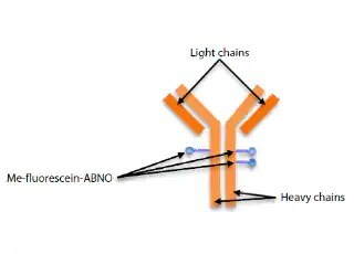 pharma-monoclonal-maldi-b086