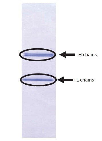 n-terminal-amino-acid-sequencing-fig-2