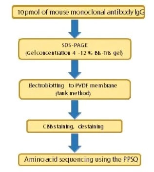 n-terminal-amino-acid-sequencing