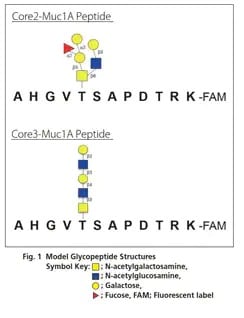 characterization-glycan-binding