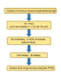 peptide-protein-nterminal