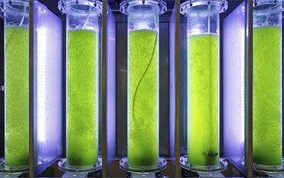 Biodiesel