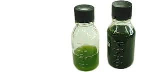 Algae Sample