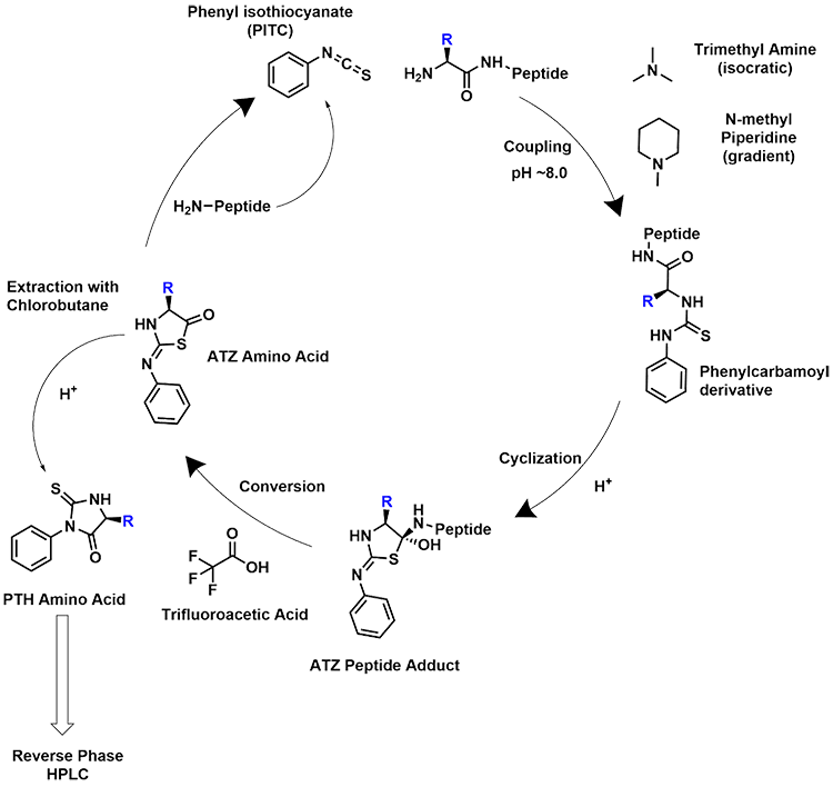 Edman degradation cycle