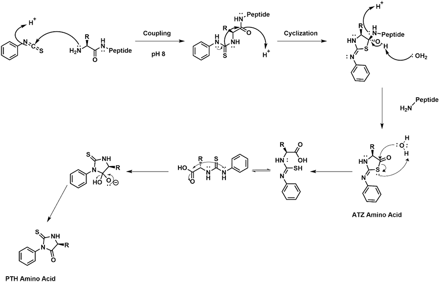Mechanism for the coupling of the N-terminal amino acid of a peptide, and conversion of the amino acid with PITC to a PTH amino acid for detection.