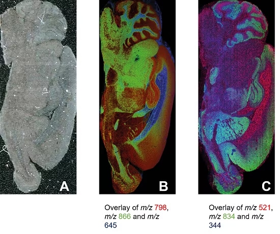 Analysis of lipids in full rat brain with 30 µm and 50 µm spacing