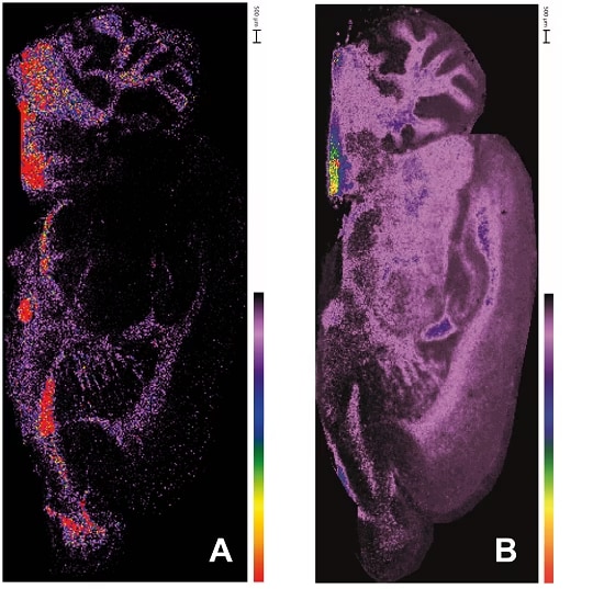 Large molecule imaging (protein/ on-tissue digestion) with 50 µm spacing