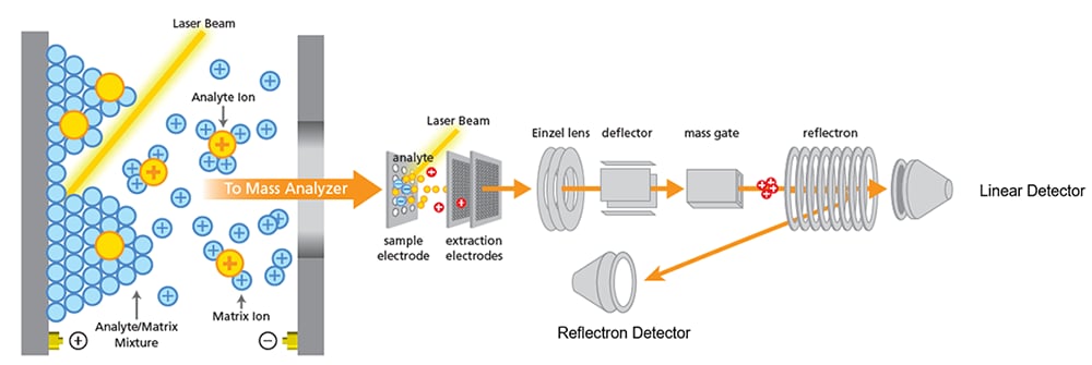 Figure 4. Path of ions after ionization through a time-of-flight sequence to a linear or reflectron detector.