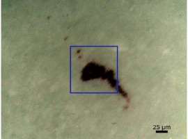 Microscope Image of Contaminant