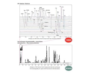 Fast Simultaneous Analysis of 38 Amino Acid Components in Nine Minutes